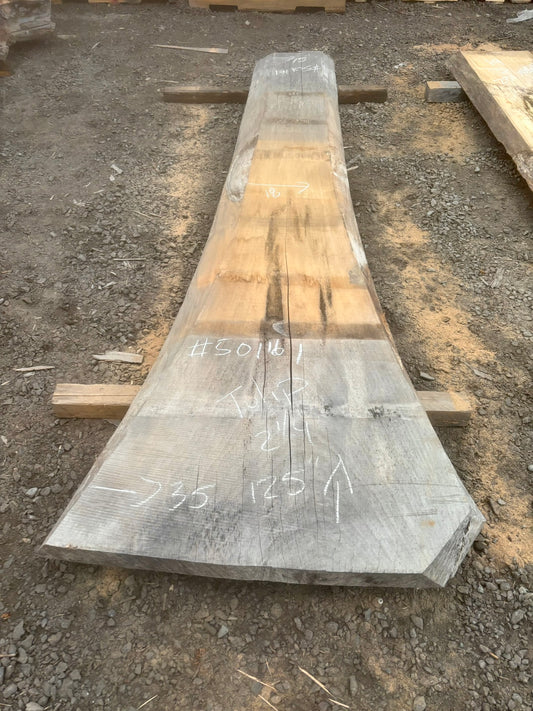 Slab de bois en tulipier . Bois sécher au four. (#501161)