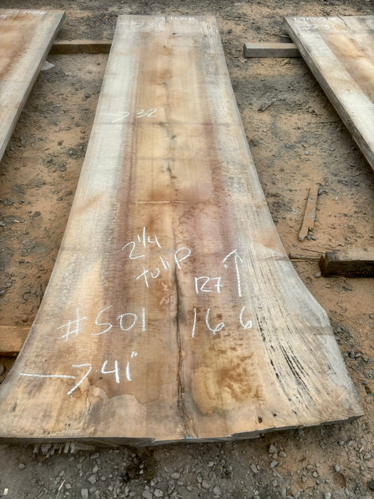 Slab de bois en tulipier . Bois sécher au four. (#501166)