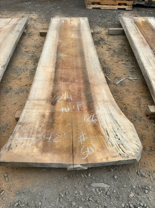 Slab de bois en tulipier . Bois sécher au four. (#501168) 