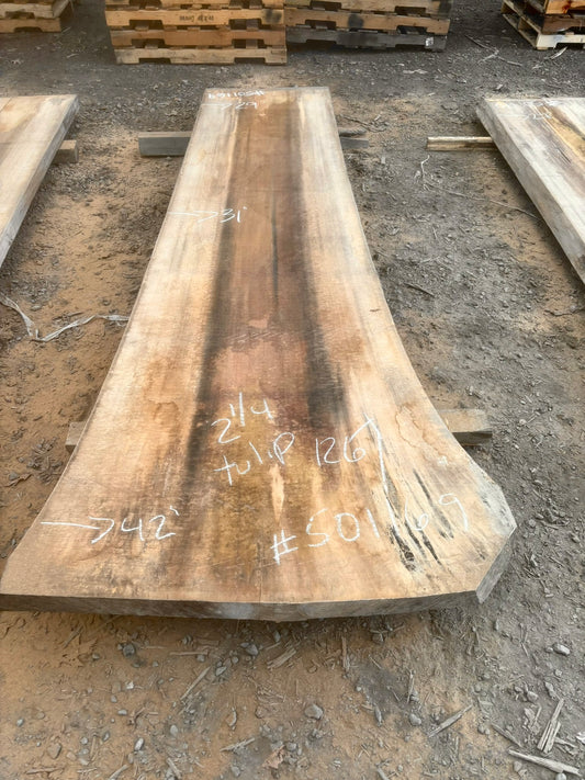 Slab de bois en tulipier . Bois sécher au four. (#501169)