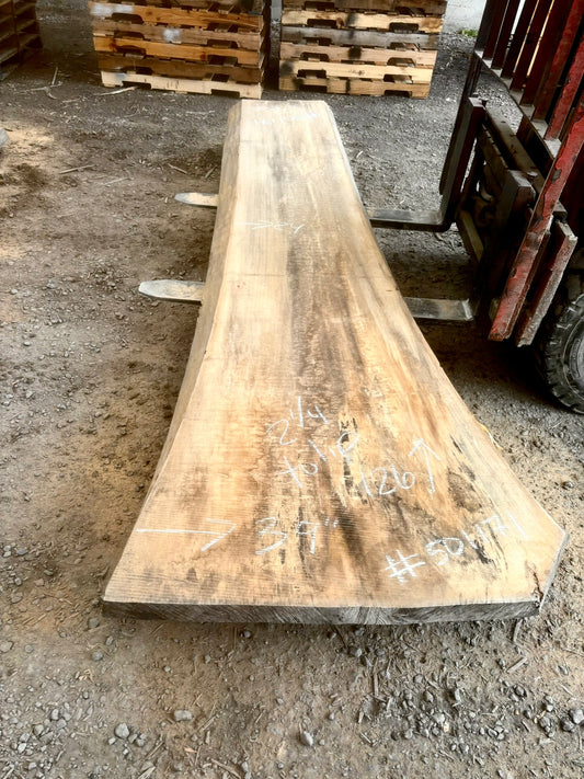 Slab de bois en tulipier . Bois sécher au four. (#501171)