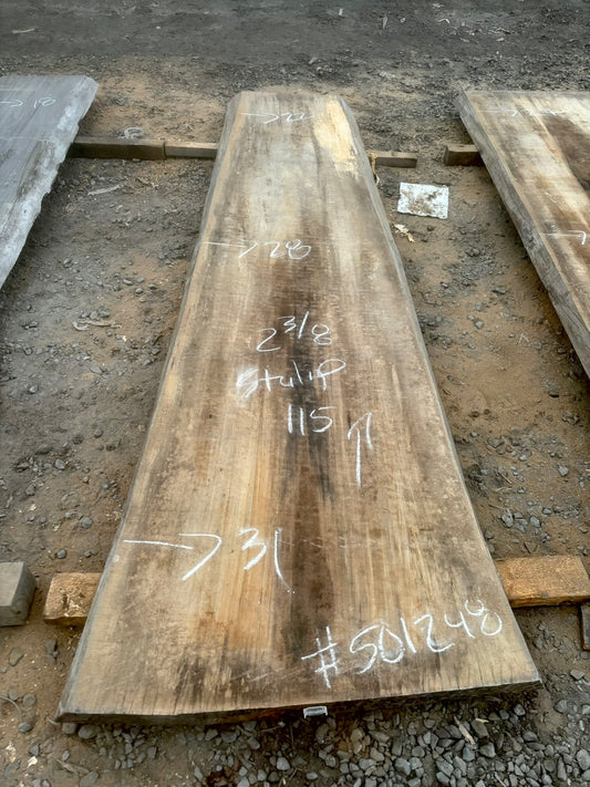 Slab de bois en tulipier . Bois sécher au four. (#501248) 