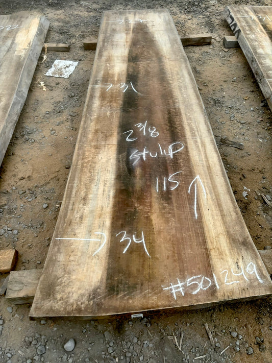 Slab de bois en tulipier . Bois sécher au four. (#501249) 