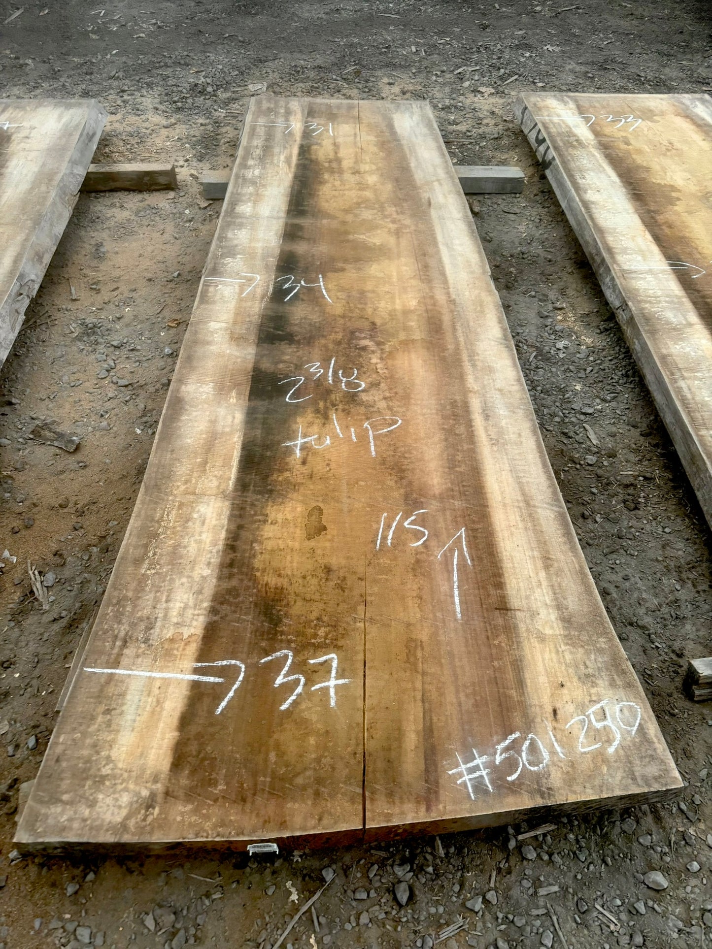 Slab de bois en tulipier . Bois sécher au four. (#501250) 