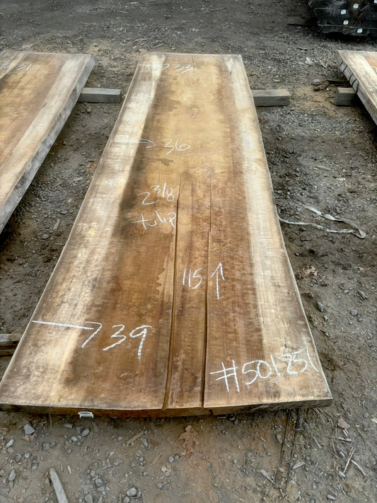 Slab de bois en tulipier . Bois sécher au four. (#501251) 