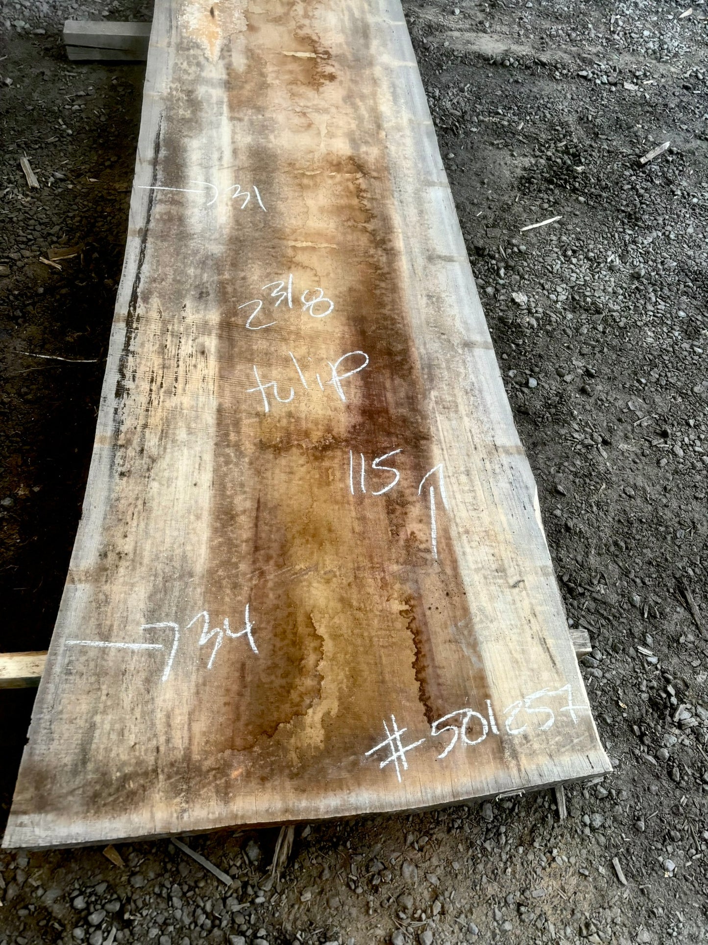 Slab de bois en tulipier . Bois sécher au four. (#501257) 