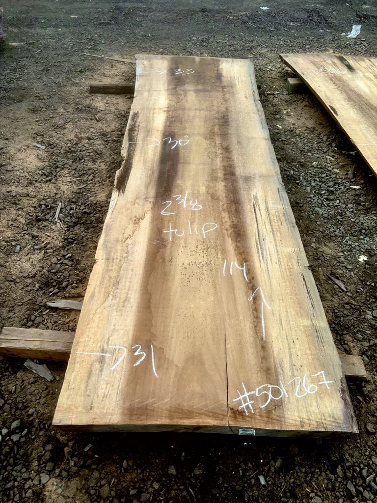 Tulip poplar KD lumber