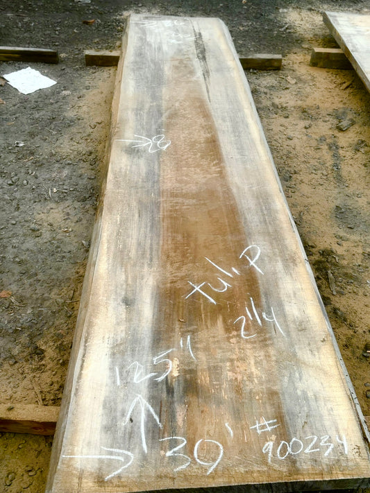 Slab de bois en tulipier . Bois sécher au four. (#900234)