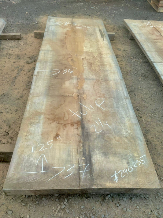 Slab de bois en tulipier . Bois sécher au four. (#900235)