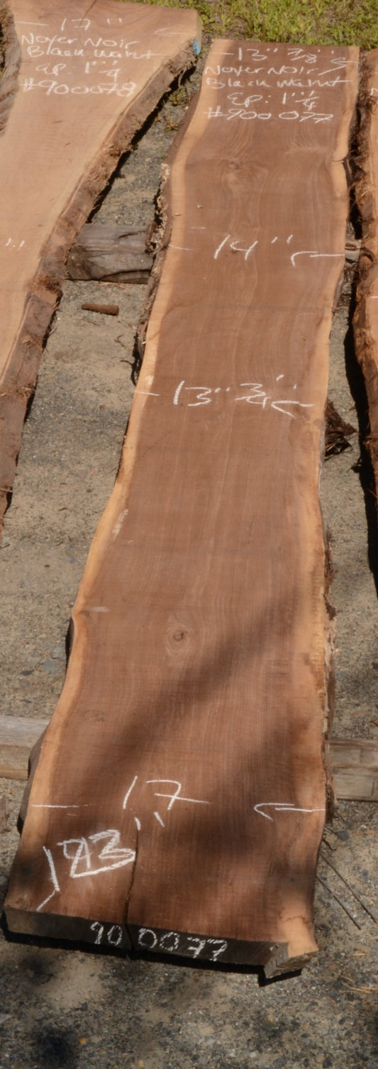 Kiln dried Black Walnut Slab.  (#900077)