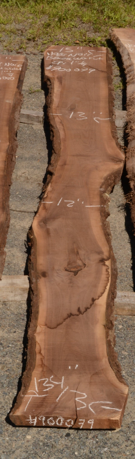 Kiln dried Black Walnut Slab.  (#900079)