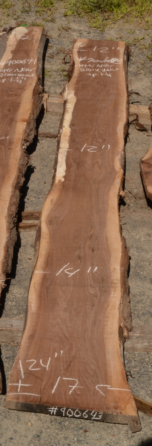 Kiln dried Black Walnut Slab.  (#900643)