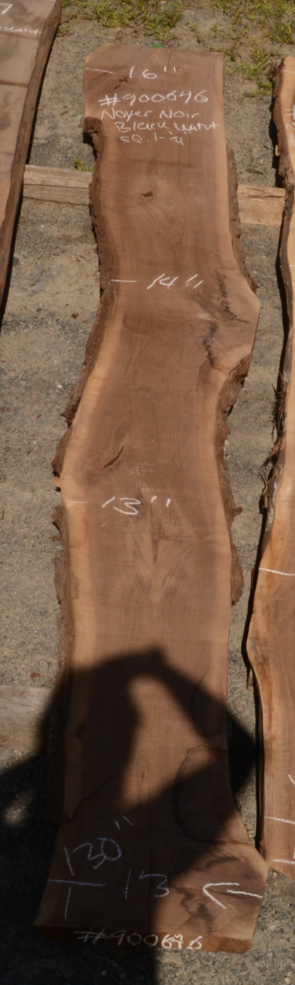 Kiln dried Black Walnut Slab.  (#900646)