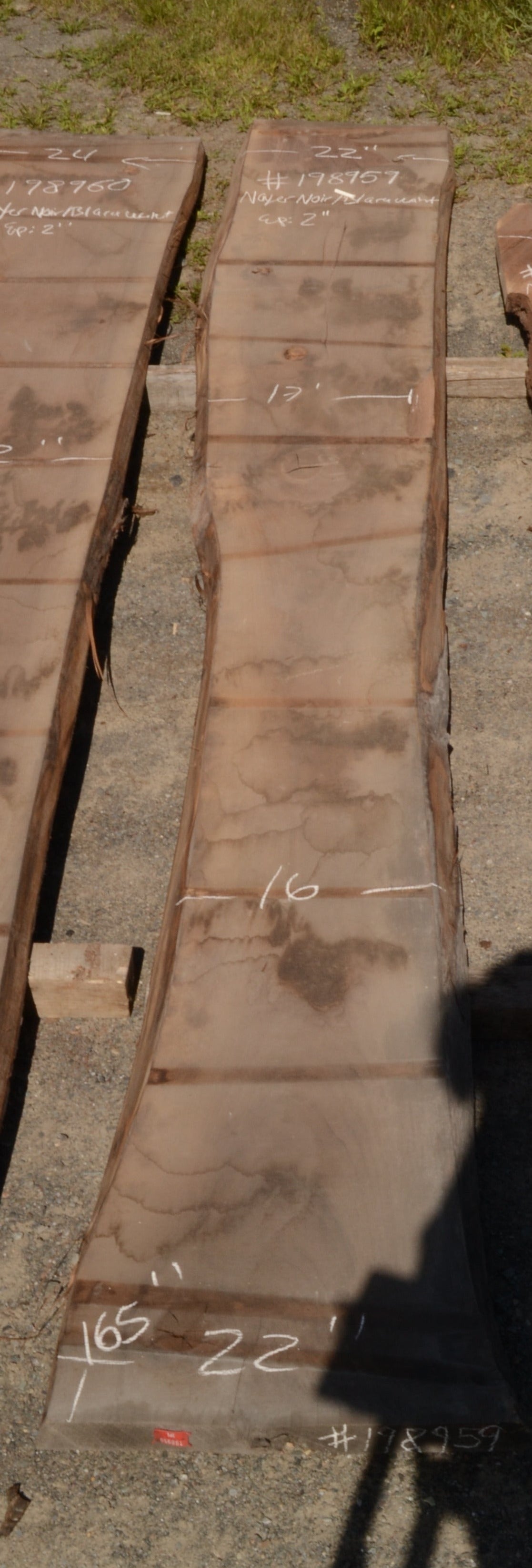 Kiln dried Black Walnut Slab.  (#198959)