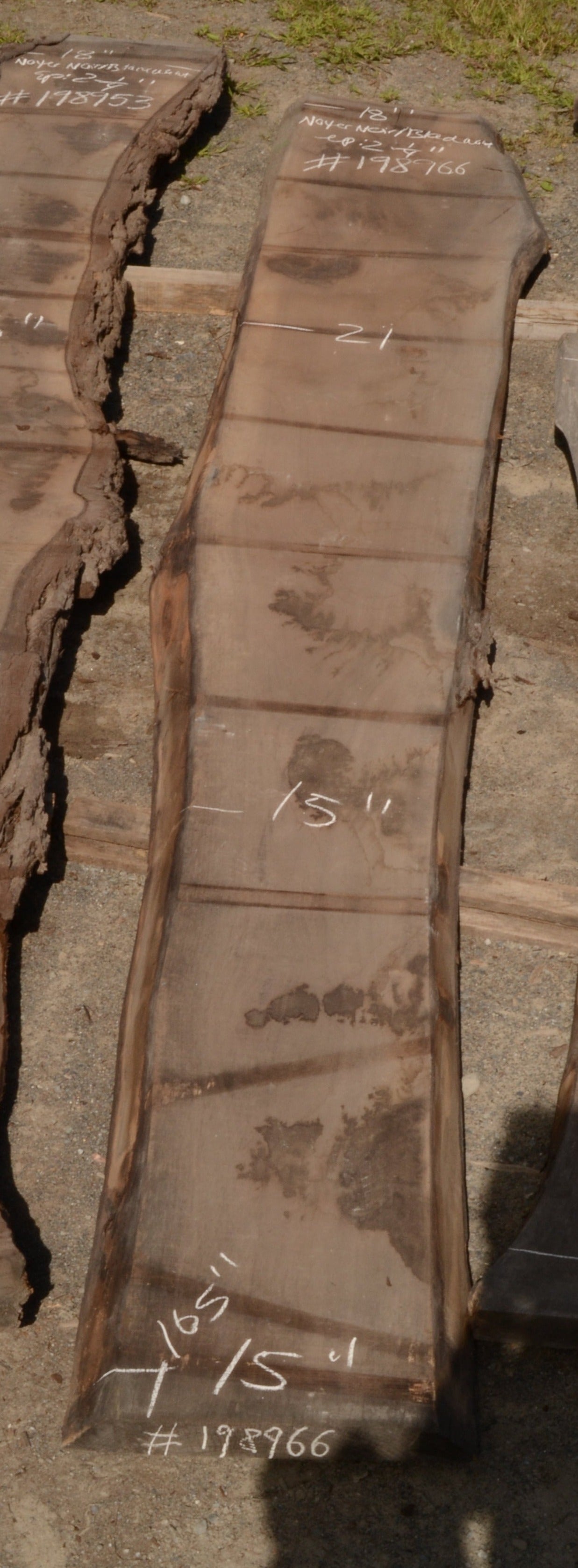 Kiln dried Black Walnut Slab.  (#198966)