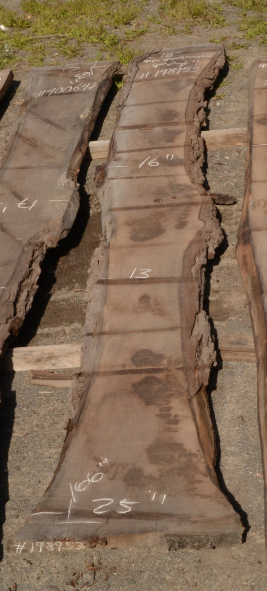 Kiln dried Black Walnut Slab.  (#198953)