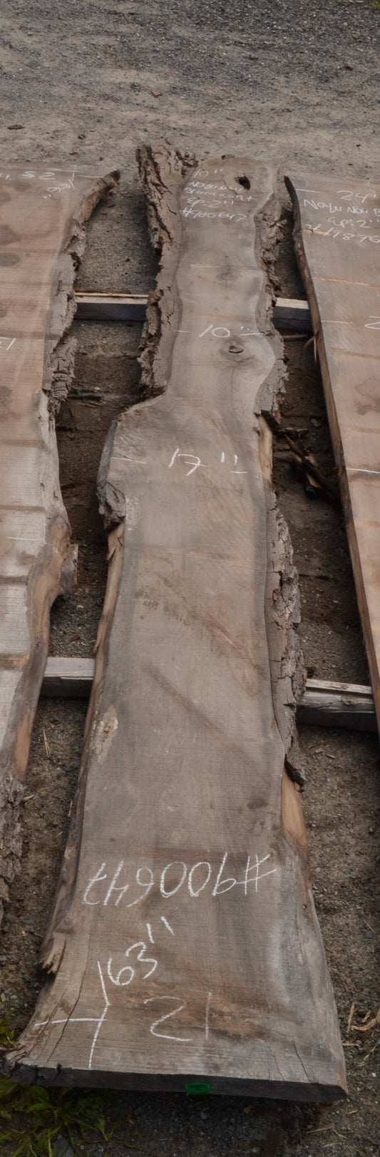 Kiln dried Black Walnut Slab.  (#900647)