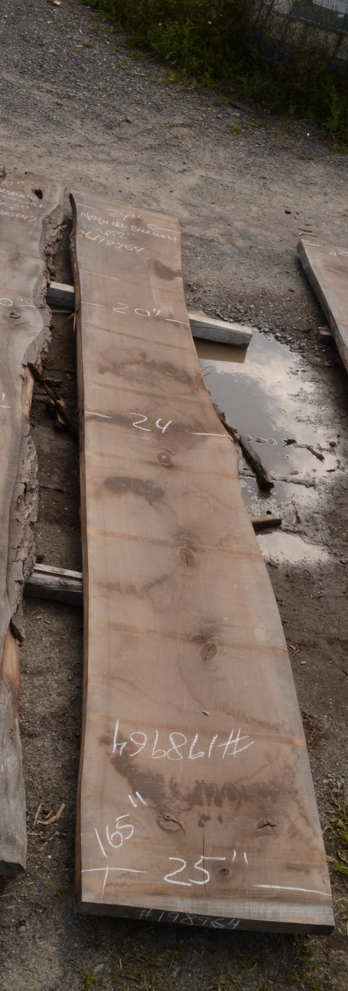 Kiln dried Black Walnut Slab.  (#198964)