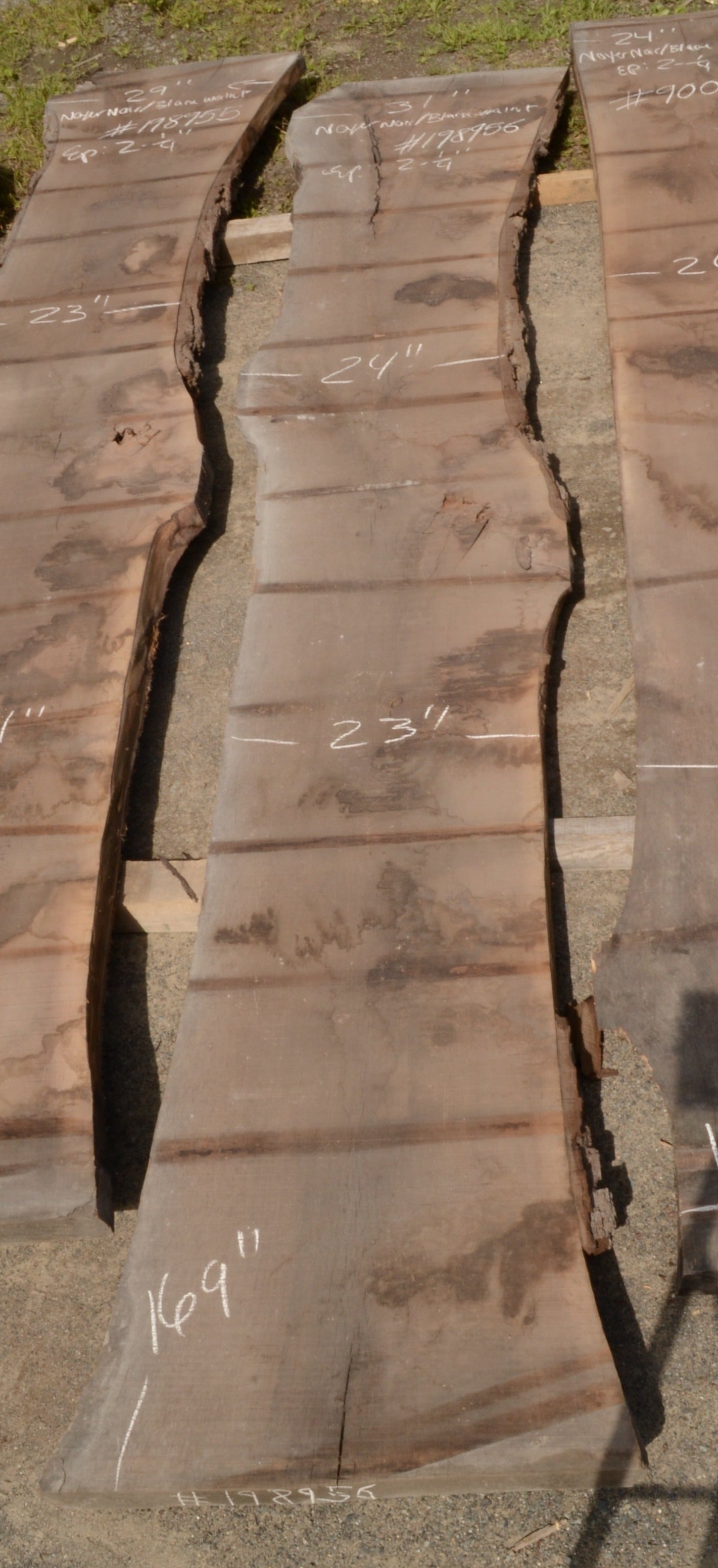 Kiln dried Black Walnut Slab.  (#198956)