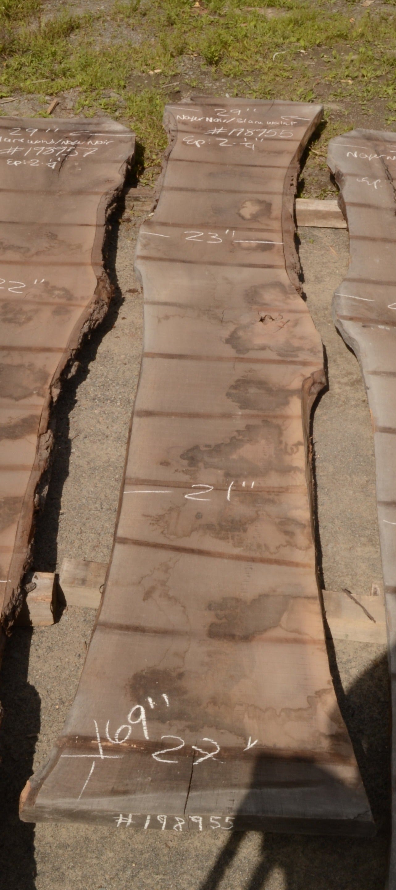 Kiln dried Black Walnut Slab.  (#198955)