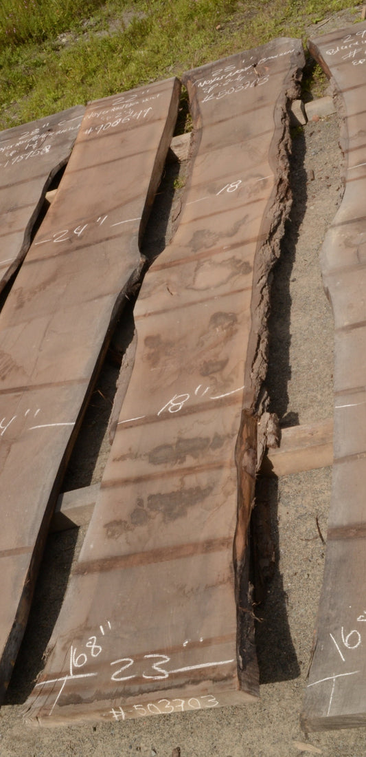 Kiln dried Black Walnut Slab.  (#503703)