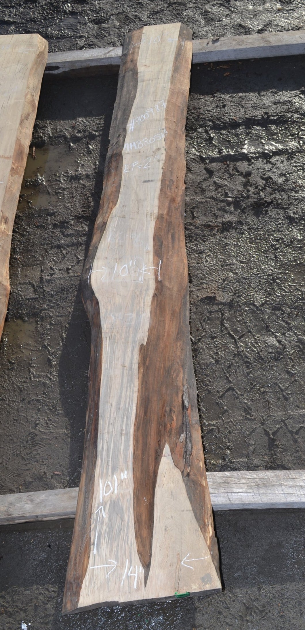 One piece ambrosia maple body blank (#ELG-304)