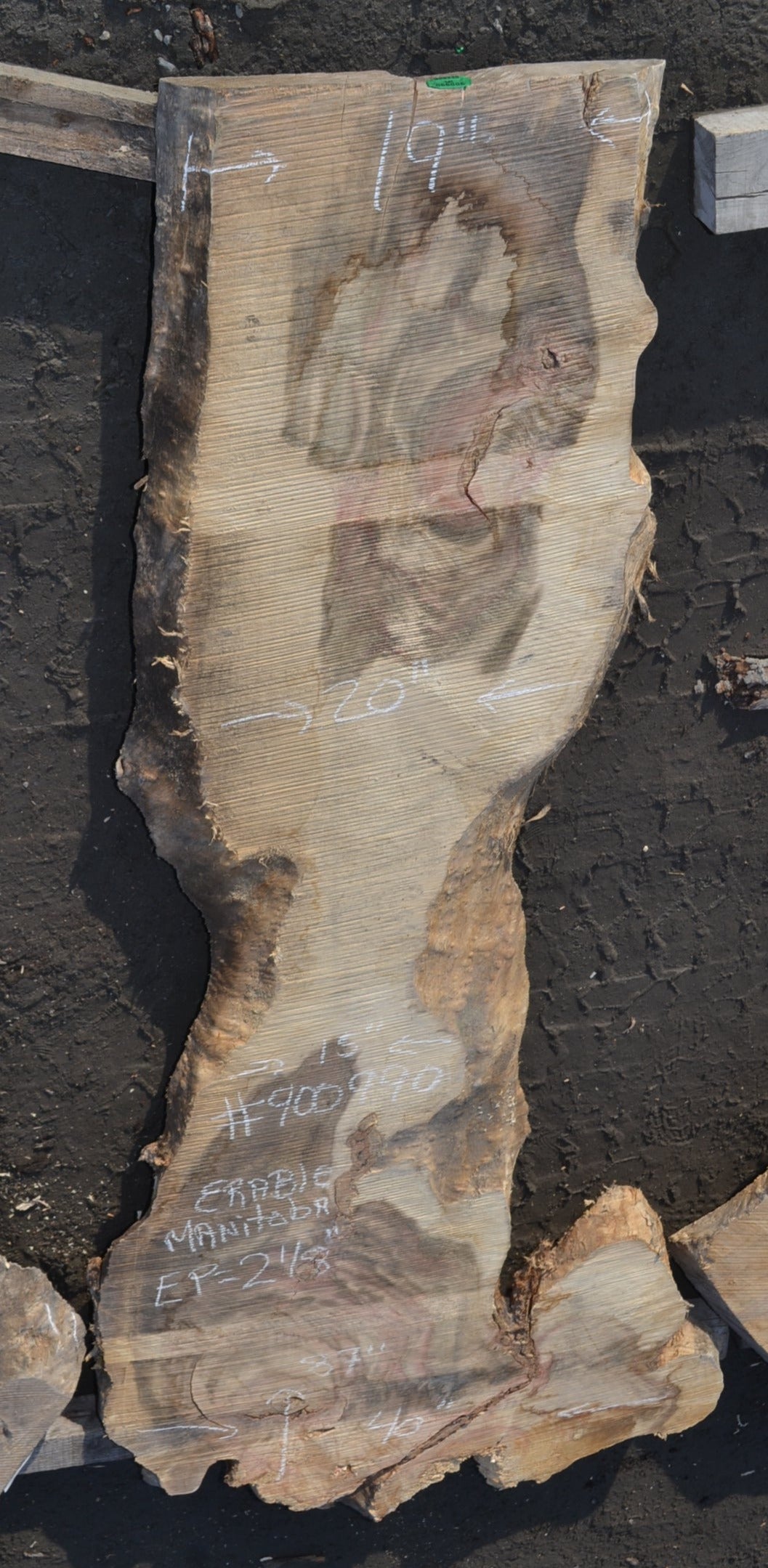 Kiln dried Manitoba Maple Slab. (#900990)
