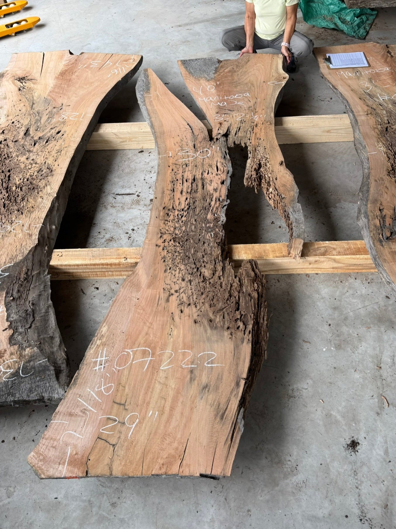 Planned Manitoba Maple