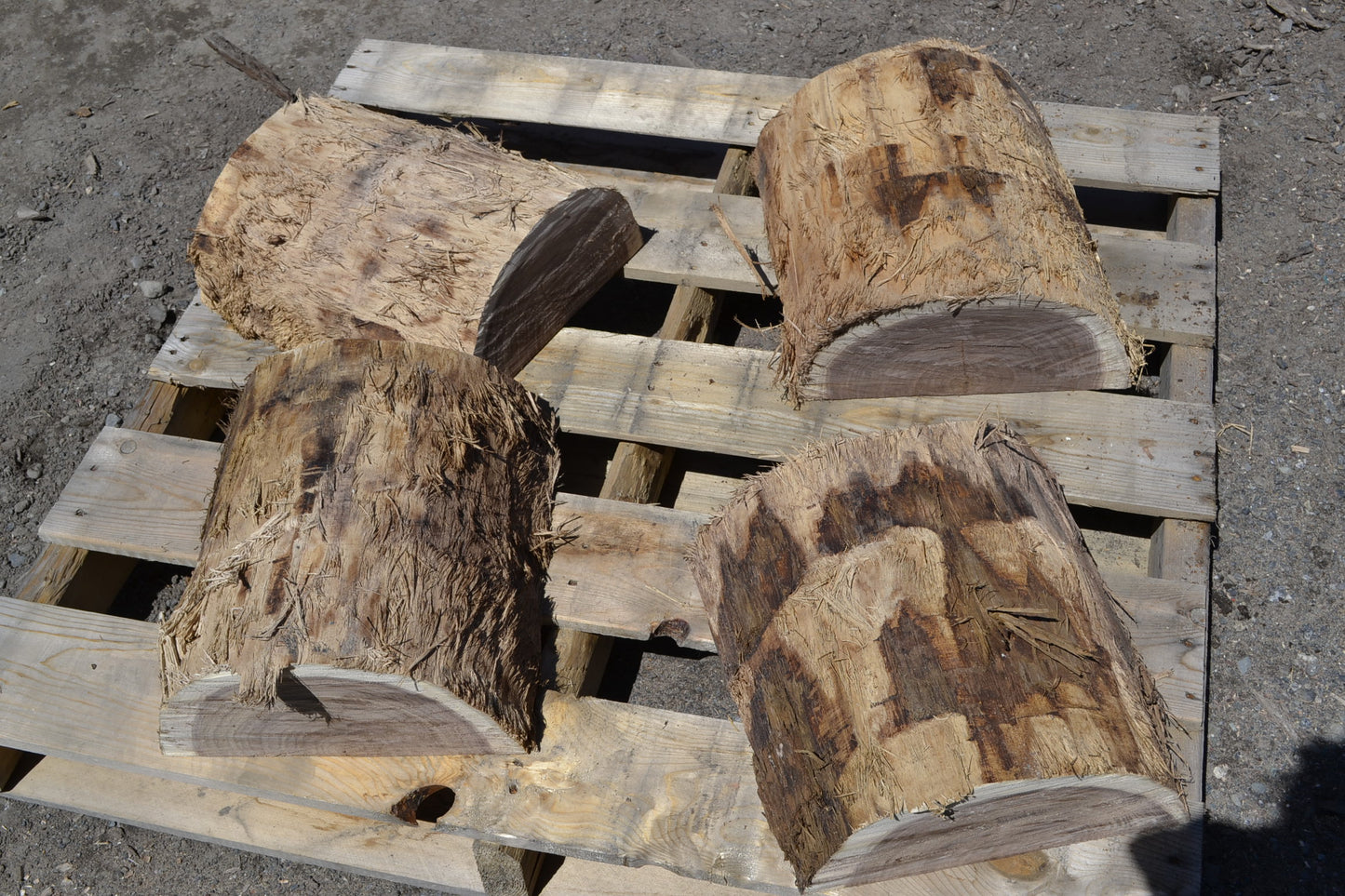 Green Black Walnut turning blocks