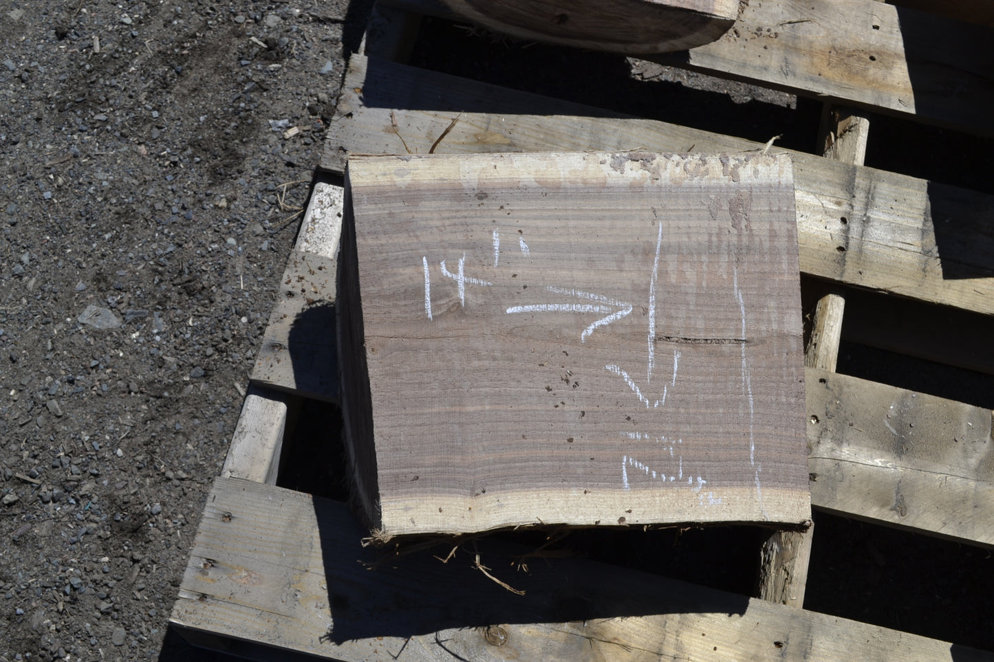 Green Black Walnut turning blocks