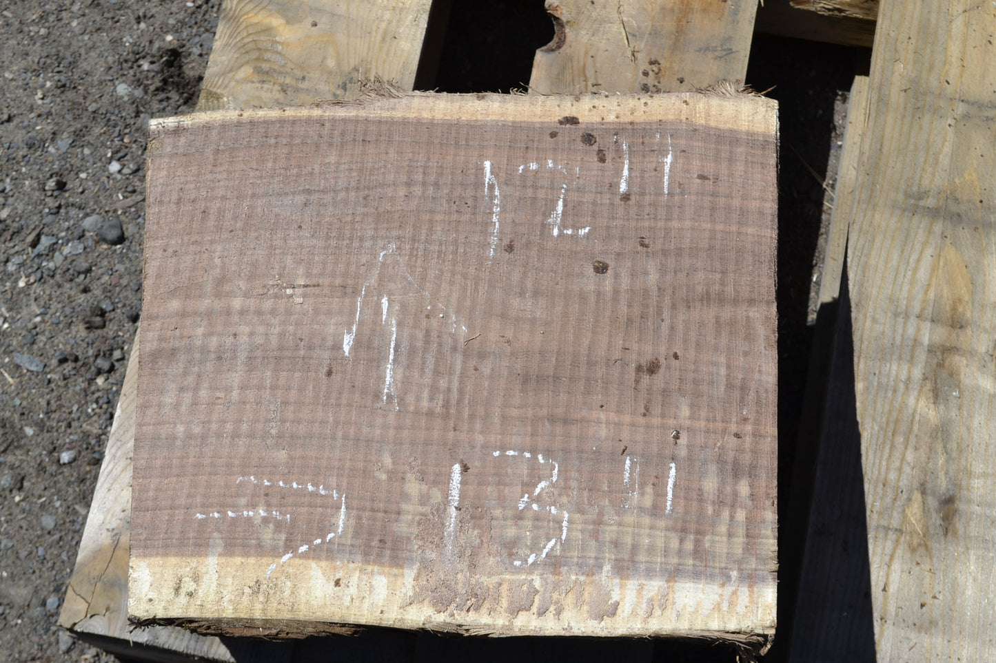 Green Black Walnut turning blocks